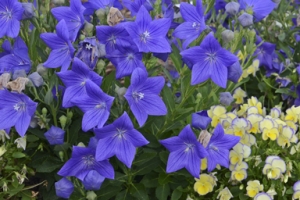 Platycodon 'Astra Blue'